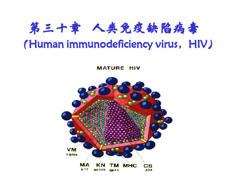 人类免疫缺陷病毒HIV-A