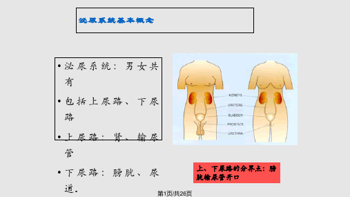 尿脓毒血症PPT课件