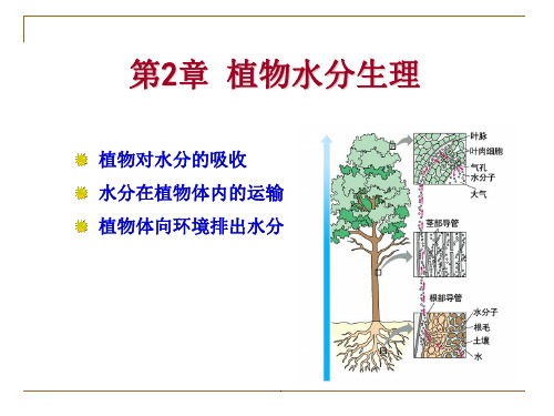 植物生理学第二章-水分代谢