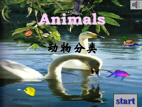 animal动物分类PPT课件