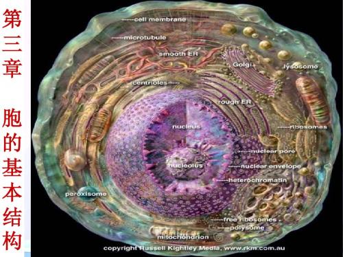 高中生物必修1 第三章第四章