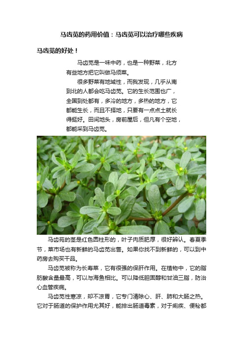 马齿苋的药用价值：马齿苋可以治疗哪些疾病