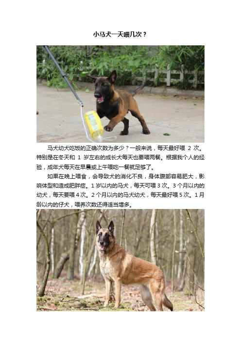 小马犬一天喂几次？