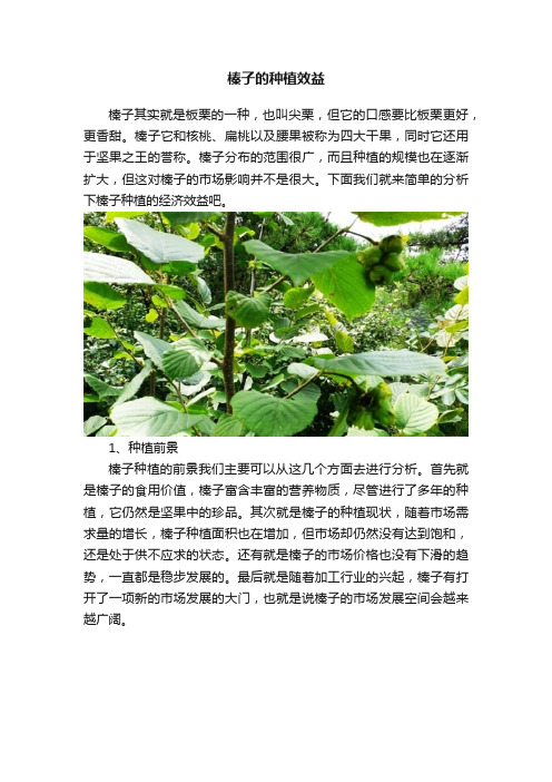 榛子的种植效益