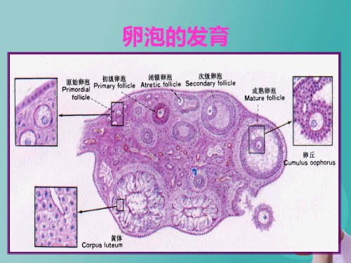 卵泡的发育 PPT课件