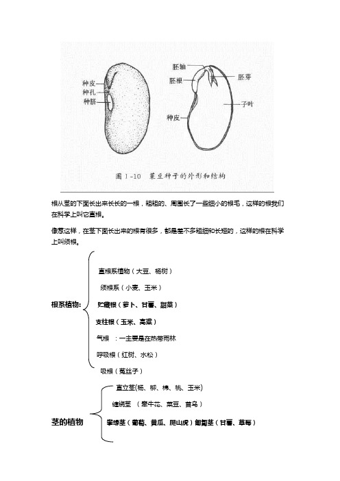 科学三年级下册第二单元知识