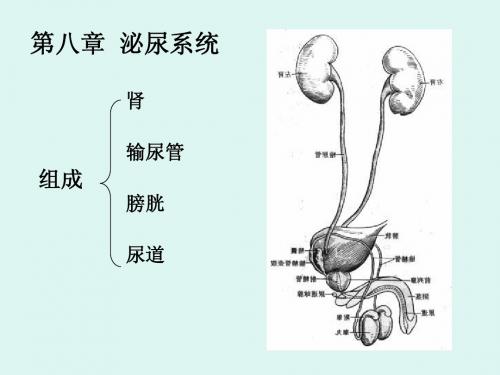 第八章  泌尿系统