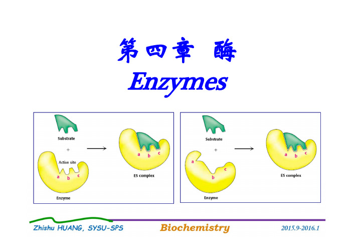 生物化学：第四章 酶(6周1-2节) 