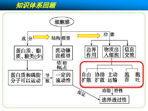 高考一轮复习《物质进出细胞的方式》优秀课件