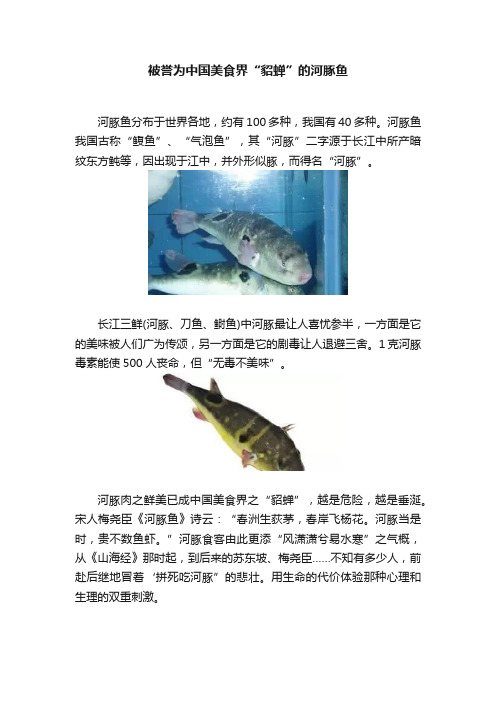 被誉为中国美食界“貂蝉”的河豚鱼