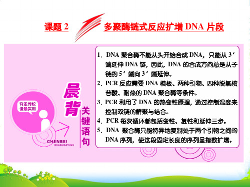 高中生物人教版选修1课件：专题五 课题2 多聚酶链式反应扩增DNA片段