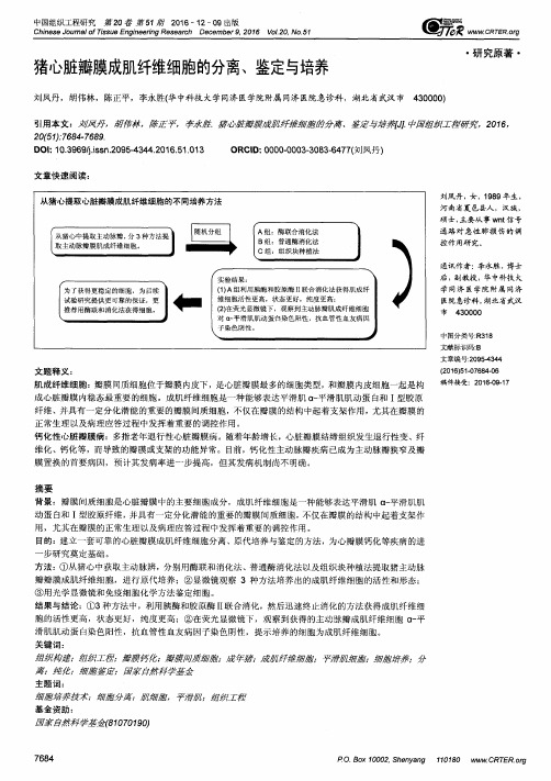 猪心脏瓣膜成肌纤维细胞的分离、鉴定与培养