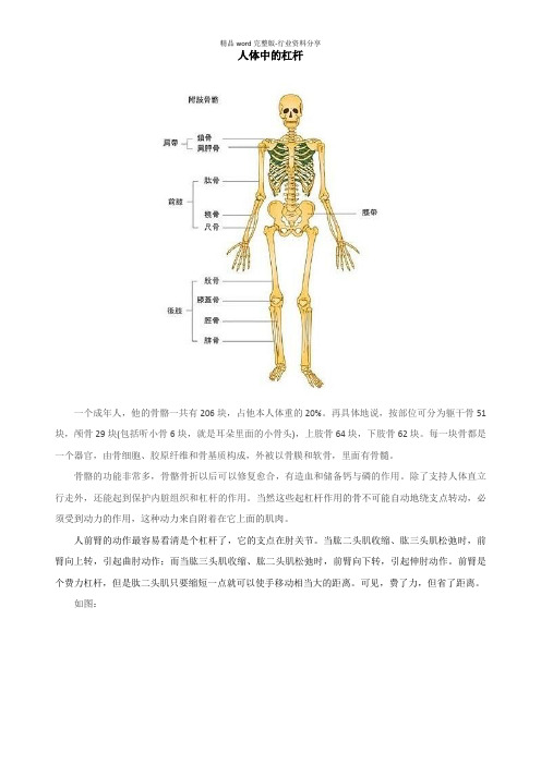 人体中的杠杆解读