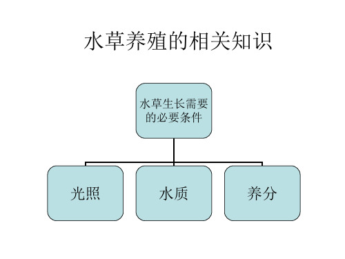 水草对水质光照养分的要求PPT(共5页)