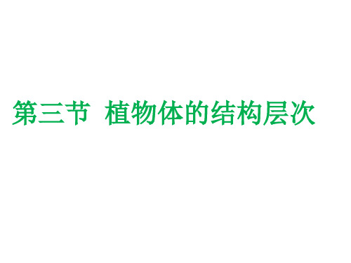 人教版生物七上.3植物体的结构层次课件