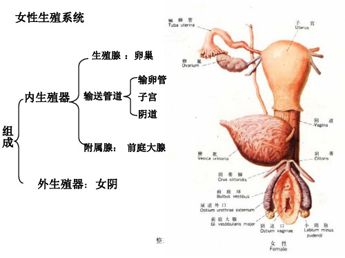 人体解剖之女性生殖系统ppt课件