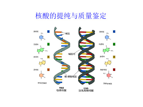 核酸的提纯与质量鉴定1