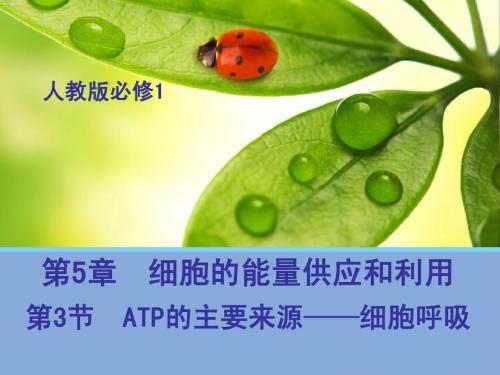 《教师参考》新课标人教版(高中生物) 必修1同课异构课件：5.3.2 有氧呼吸和无氧呼吸及细胞呼吸原理的应用