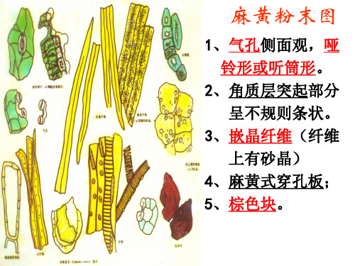 中鉴粉末显微图