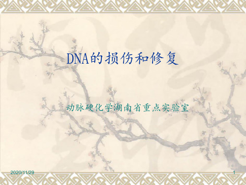 DNA的损伤和修复 ppt课件