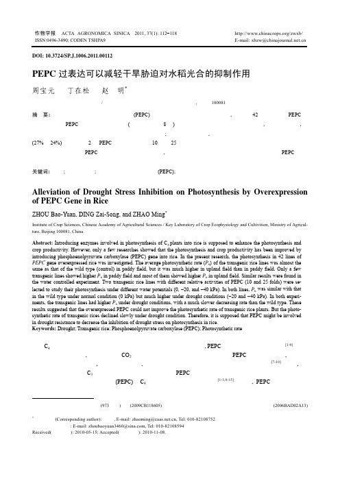 PEPC过表达可以减轻干旱胁迫对水稻光合的抑制作用