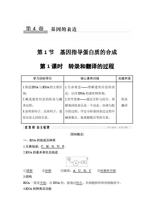 高中生物必修二优质学案：4.1.1 转录和翻译的过程