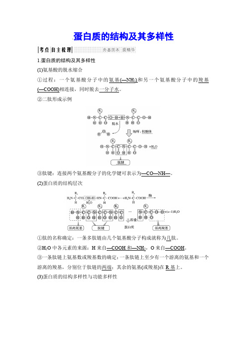 蛋白质的结构及其多样性