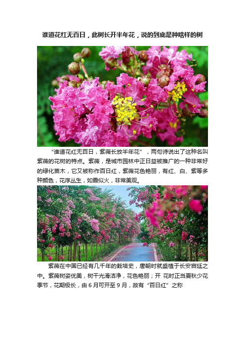 谁道花红无百日，此树长开半年花，说的到底是种啥样的树