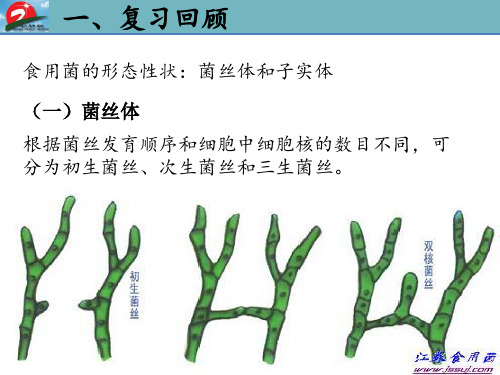 食用菌菌丝体形态结构显微镜观察