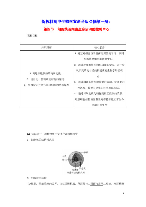 新教材高中生物第二章细胞的结构第四节细胞核是细胞生命活动的控制中心学案浙科版必修第一册(含答案)