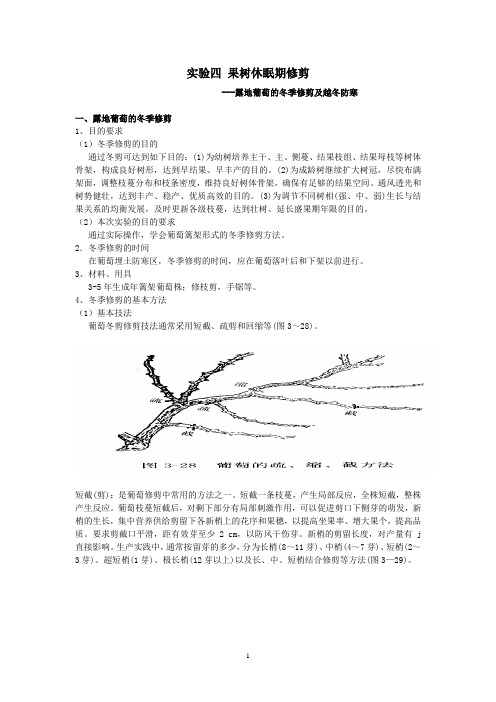 实验四-果树休眠期修剪--露地葡萄的冬季修剪及越冬防寒