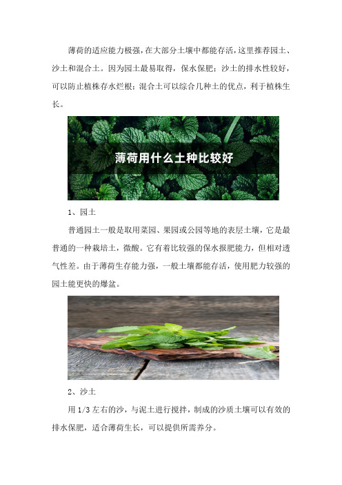 薄荷用什么土种比较好