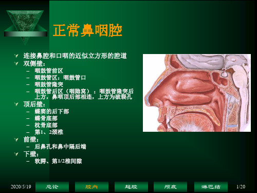 鼻咽癌解剖——鼻咽腔