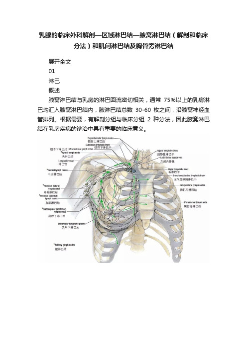 乳腺的临床外科解剖—区域淋巴结—腋窝淋巴结（解剖和临床分法）和肌间淋巴结及胸骨旁淋巴结