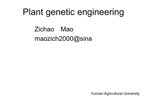 《植物基因工程》幻灯片PPT