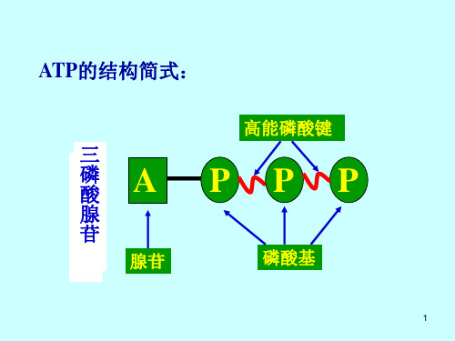 普通生物学细胞代谢