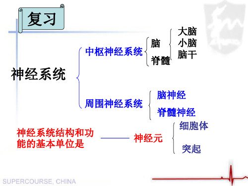 苏教版生物七下12.2《人体的神经调节(2)反射和反射类型》教学课件(共26张PPT)