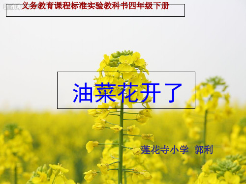 四年级下册科学课件 -  1 油菜花开了 (共11张PPT)  教科版