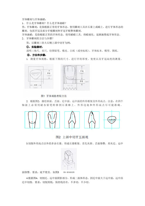 牙体雕刻与牙体滴蜡