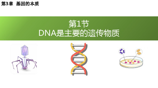 人教版高中生物必修第2册 第1节 DNA是主要的遗传物质