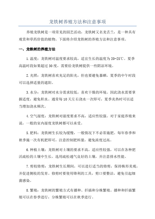 龙铁树养殖方法和注意事项