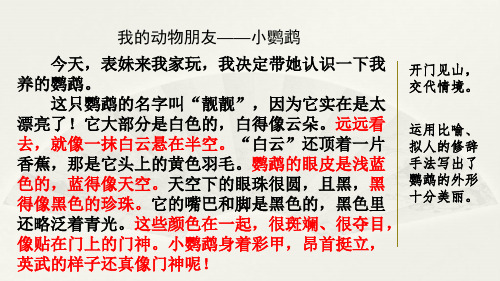 2020年春最新部编版四年级语文下册 范文1：我的动物朋友——小鹦鹉 课件ppt2