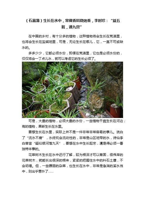 （石菖蒲）生长在水中，常做香料烧烤香，李时珍：“益五脏，通九窍”