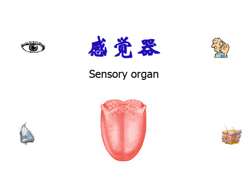 系统解剖学课件：感觉器sensory organ