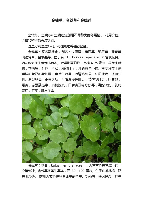 金钱草、金线草和金线莲