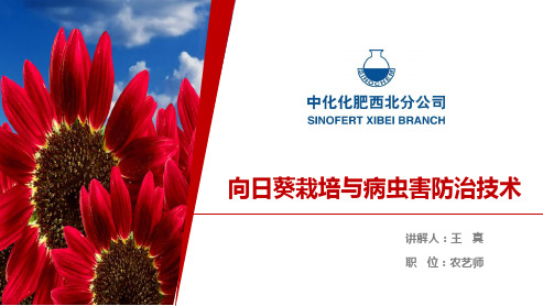 向日葵种植技术及作物套餐培训课件