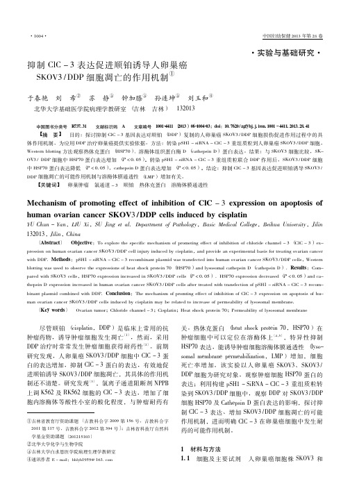 抑制ClC3表达促进顺铂诱导人省略OV3DDP细胞凋亡的作用机制于春艳