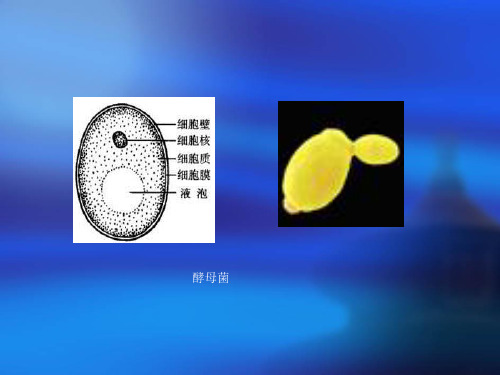 各种细胞图片