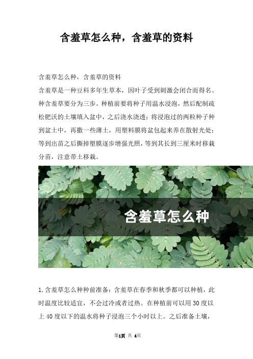 含羞草怎么种，含羞草的资料_1