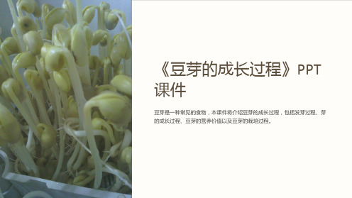 《豆芽的成长过程》课件